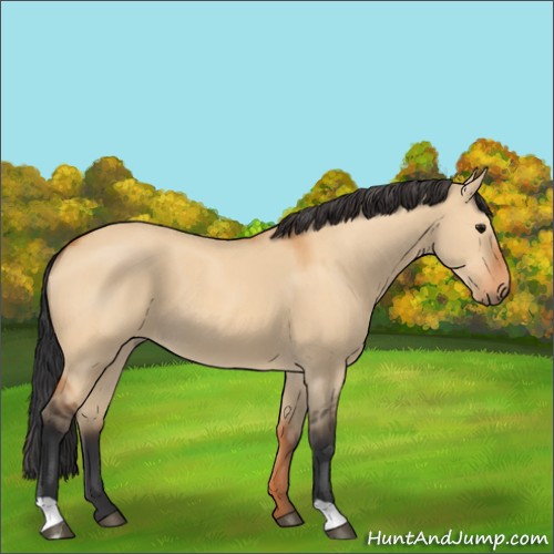 Horse Color:Bay Dun 