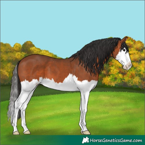 Horse Color:Bay Splash 