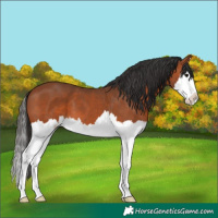 Horse Color:Bay Splash 