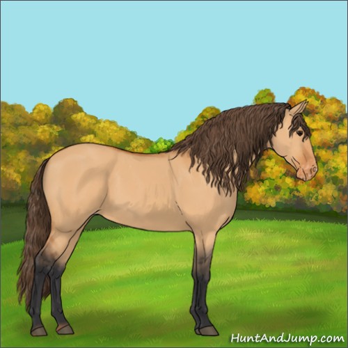 Horse Color:Bay Dun Appaloosa 