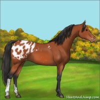 Horse Color:Bay Appaloosa 