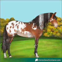 Horse Color:White Spotted Bay Appaloosa 