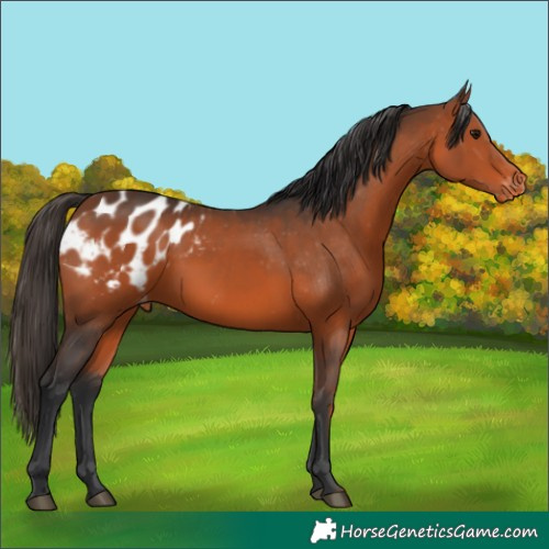 Horse Color:Bay Appaloosa 