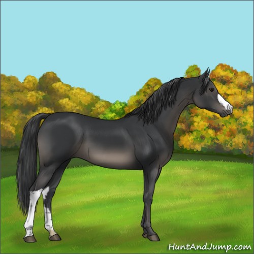 Horse Color:Black 