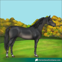 Horse Color:Black 
