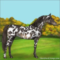 Horse Color:Smoky Black Appaloosa 
