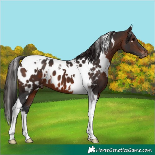 Horse Color:White Spotted Brown Tobiano Appaloosa 