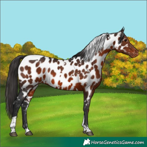 Horse Color:White Spotted Brown Tobiano Appaloosa 