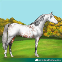 Horse Color:Gray White Spotted Bay Appaloosa 