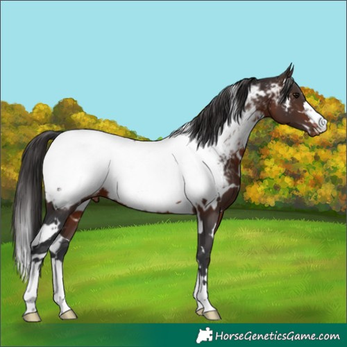 Horse Color:White Spotted Brown Appaloosa 