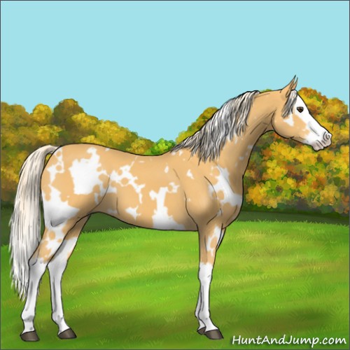 Horse Color:White Spotted Palomino Splash 