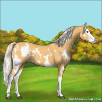 Horse Color:White Spotted Palomino Splash 