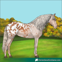 Horse Color:White Spotted Chestnut Appaloosa