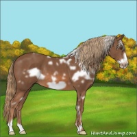 Horse Color:White Spotted Chestnut Frame 