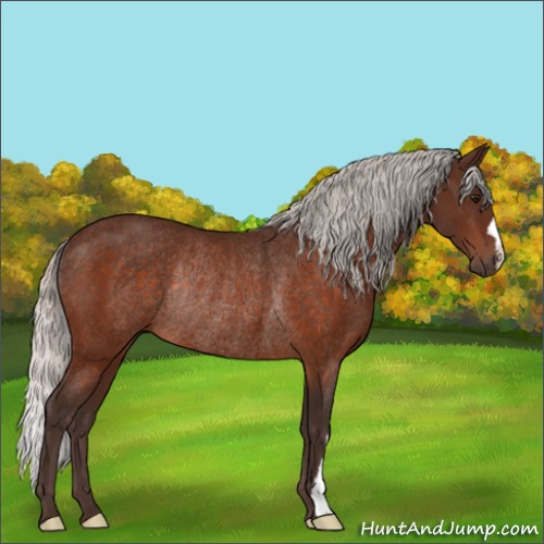 Horse Color:Silver Bay Rabicano