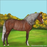 Horse Color:Silver Bay Rabicano 