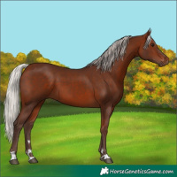 Horse Color:Silver Bay 