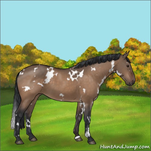 Horse Color:White Spotted Brown Dun 