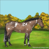 Horse Color:White Spotted Brown Dun 