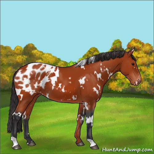 Horse Color:White Spotted Bay Appaloosa 