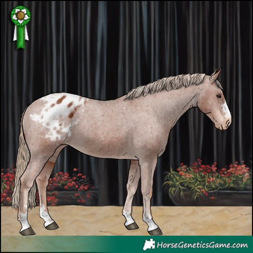 Horse Color:Chestnut Appaloosa 