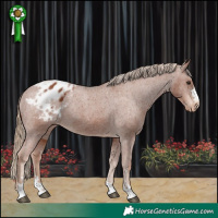 Horse Color:Chestnut Appaloosa 