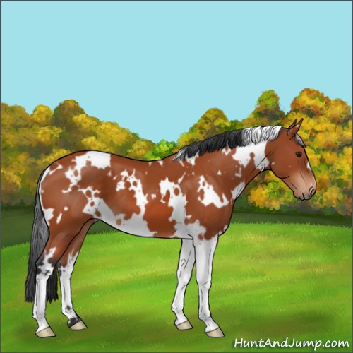 Horse Color:White Spotted Bay 