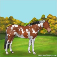 Horse Color:White Spotted Bay 