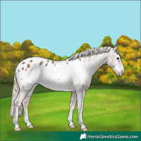 Horse Color:Chocolate Palomino Frame Appaloosa 
