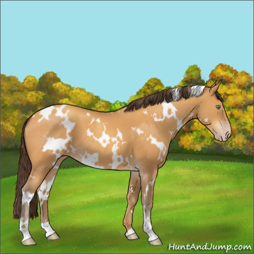 Horse Color:White Spotted Sable Cream Champagne 