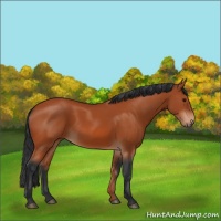 Horse Color:Bay Rabicano 