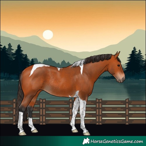 Horse Color:Bay Tobiano Rabicano
