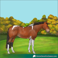 Horse Color:Bay Tobiano Rabicano 
