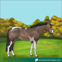 Horse Color:Brown Dun Tobiano 