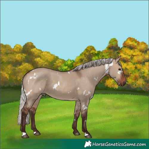 Horse Color:White Spotted Silver Brown Dun 