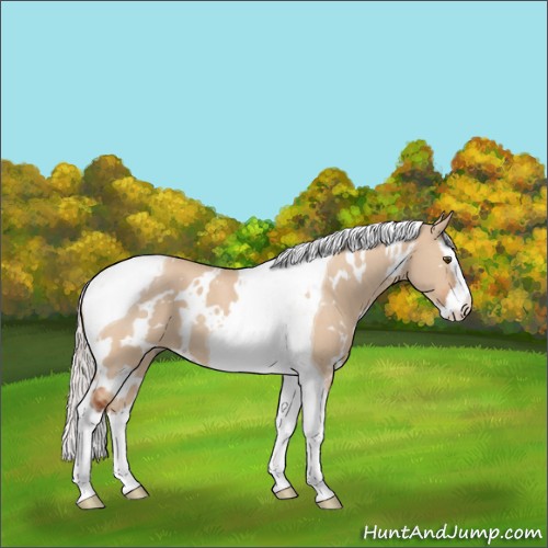 Horse Color:White Spotted Silver Bay Dun Splash Tobiano Rabicano 