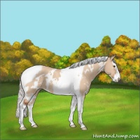 Horse Color:White Spotted Silver Bay Dun Splash Tobiano Rabicano 
