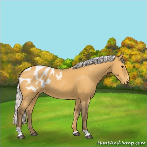 Horse Color:Silver Buckskin Tobiano Blanket