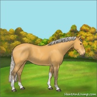 Horse Color:Silver Buckskin Tobiano Frame 