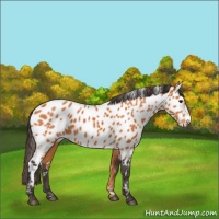 Horse Color:White Spotted Buckskin Appaloosa 