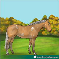 Horse Color:White Spotted Silver Buckskin
