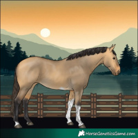 Horse Color:Buckskin Dun Tobiano 