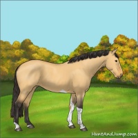 Horse Color:Buckskin Dun Tobiano 