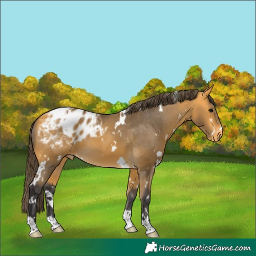 Horse Color:White Spotted Buckskin Appaloosa 