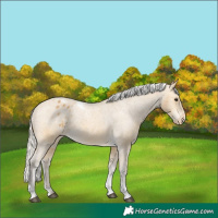 Horse Color:Silver Buckskin Tobiano Appaloosa 