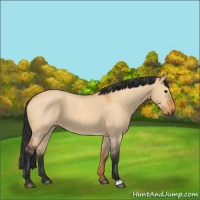 Horse Color:Bay Dun