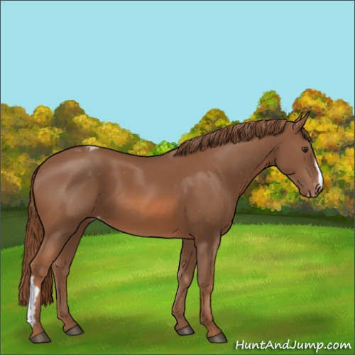Horse Color:Chestnut Appaloosa 