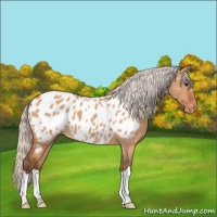 Horse Color:Silver Bay Dun Appaloosa 