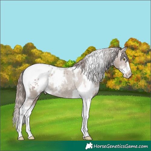 Horse Color:White Spotted Classic Champagne Splash Tobiano Appaloosa Rabicano 
