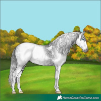 Horse Color:Gray White Spotted Black Splash Appaloosa Rabicano 